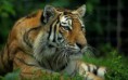 /album/fotogaleria/tigre-2-jpg1/